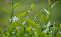如何檢測(cè)茶葉中的農(nóng)藥殘留？
